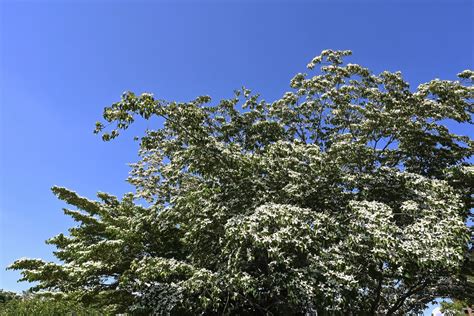 庭院樹木|庭木図鑑 植木ペディア